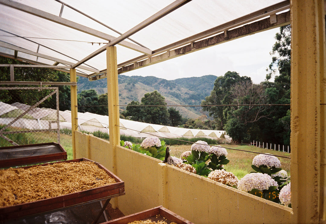 Costa Rica, Las Margaritas