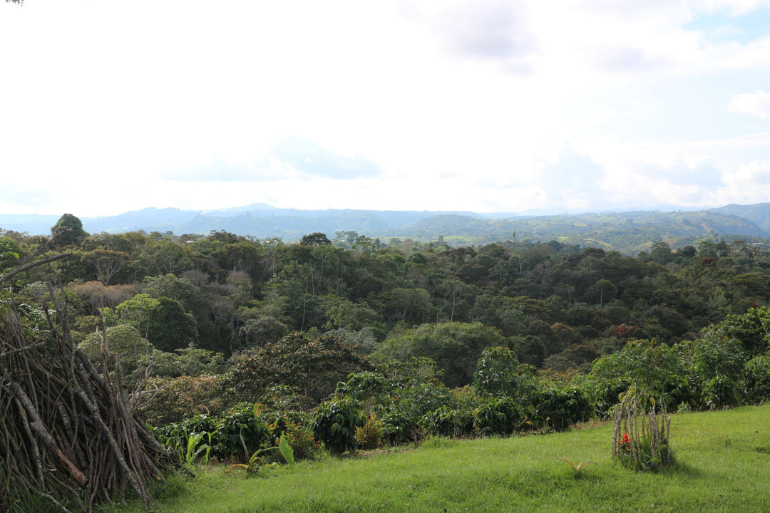 Colombia, El Bombo