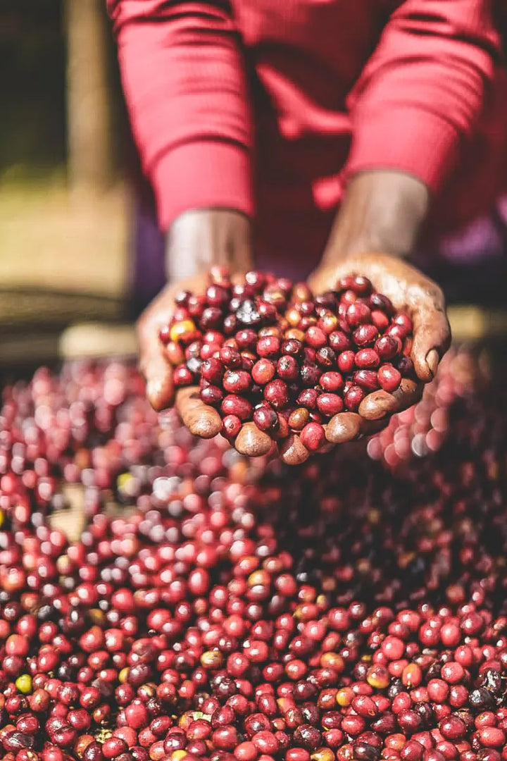 Ethiopia, Derara