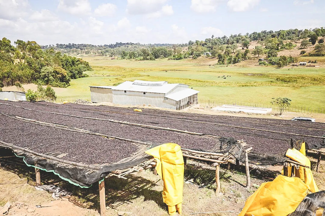 Ethiopia, Derara