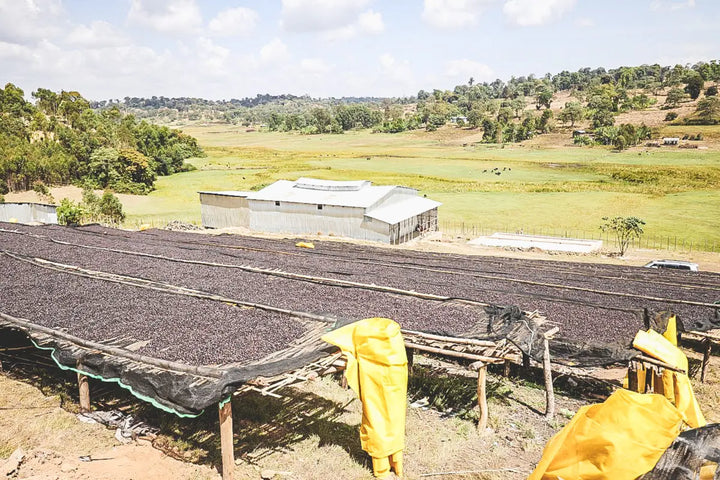 Ethiopia, Derara