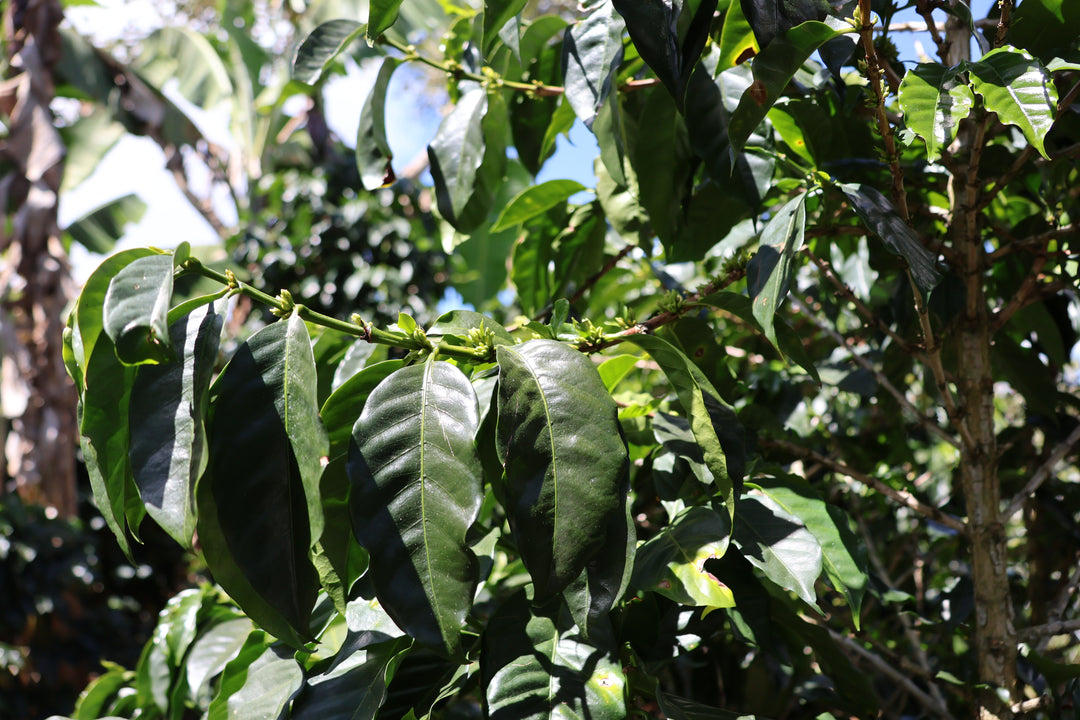 Costa Rica, La Cumbre