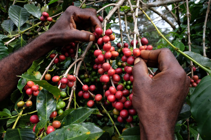 Papua New Guinea, Colbran