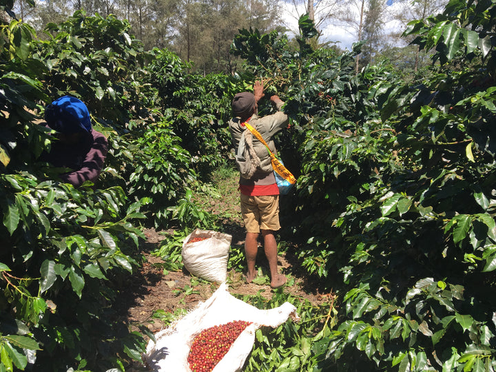 Harvest Blend