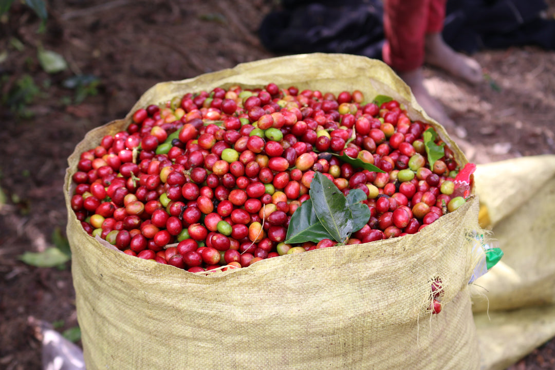 Harvest Blend