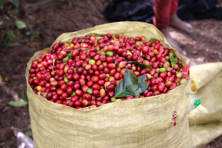 Harvest Blend